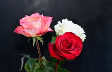 Koyu arkaplanda güzel güller, yaz konsepti, yakın manzara  