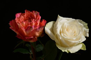 Koyu arkaplanda güzel güller, yaz konsepti, yakın manzara  