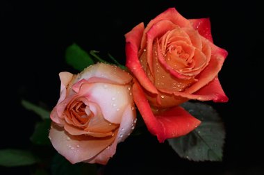 Koyu arkaplanda güzel güller, yaz konsepti, yakın manzara  