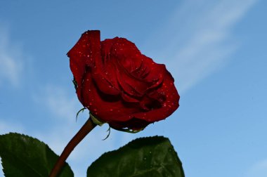 Mavi arka planda güzel çiçekler