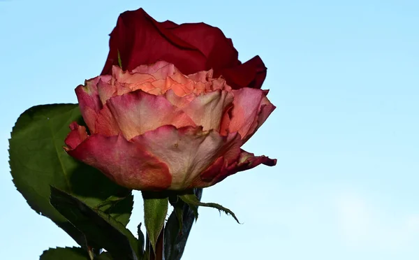 Belles Fleurs Sur Fond Ciel Bleu — Photo