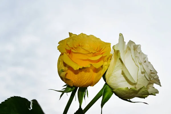 Krásné Růže Květiny Modré Obloze Pozadí — Stock fotografie