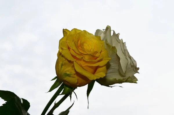 青い空に美しいバラの花 — ストック写真