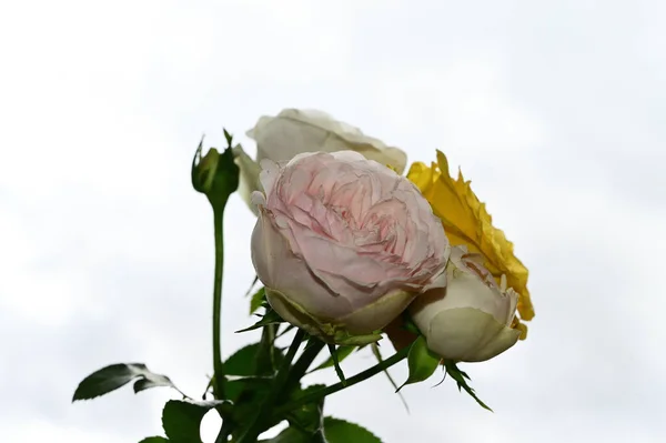 Belas Rosas Flores Fundo Céu Azul — Fotografia de Stock