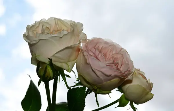 青い空に美しいバラの花 — ストック写真