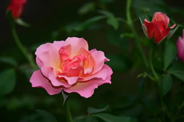 夏の晴れた日に庭で育つ美しい花 — ストック写真