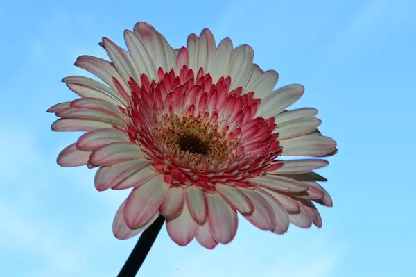 Krásné Květiny Modré Obloze Pozadí — Stock fotografie