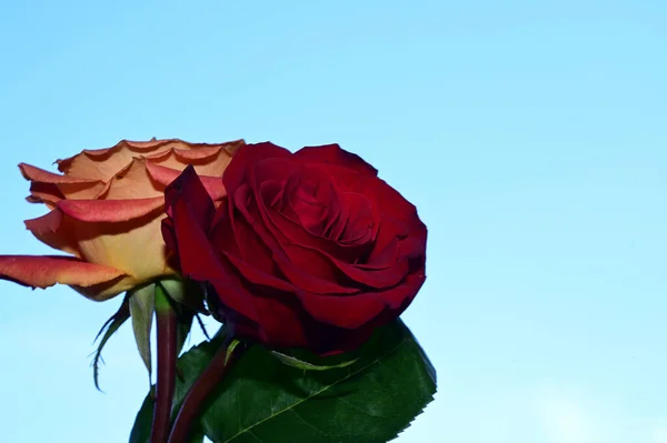 Belas Flores Fundo Céu Azul — Fotografia de Stock