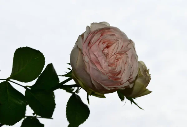 Красиві Квіти Троянд Фоні Блакитного Неба — стокове фото