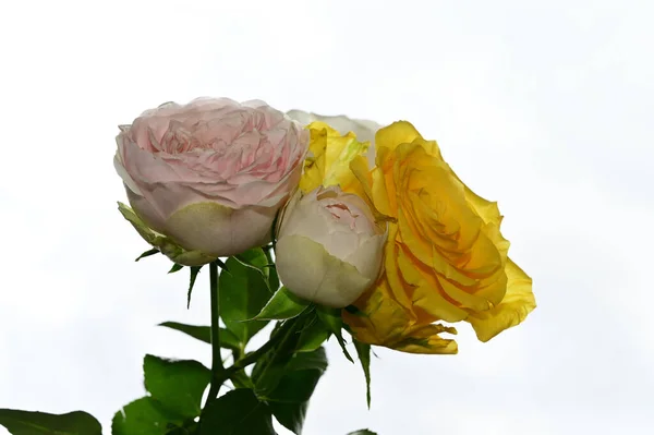 stock image beautiful roses flowers on blue sky background