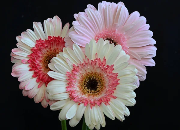Beautiful Gerbera Flowers Reflections Dark Background Summer Concept Close View — Stock Photo, Image