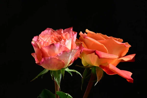 Rosas Bonitas Fundo Escuro Conceito Verão Vista Próxima — Fotografia de Stock