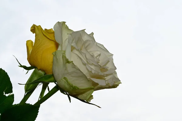 Krásné Růže Květiny Modré Obloze Pozadí — Stock fotografie