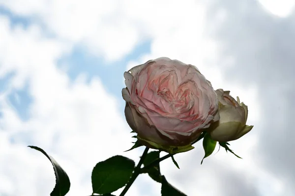 Belas Rosas Flores Fundo Céu Azul — Fotografia de Stock
