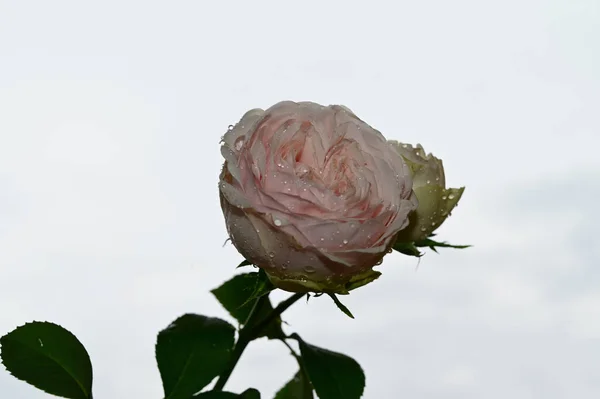Красивые Цветы Розы Голубом Фоне Неба — стоковое фото