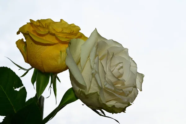 蓝天背景上美丽的玫瑰 — 图库照片