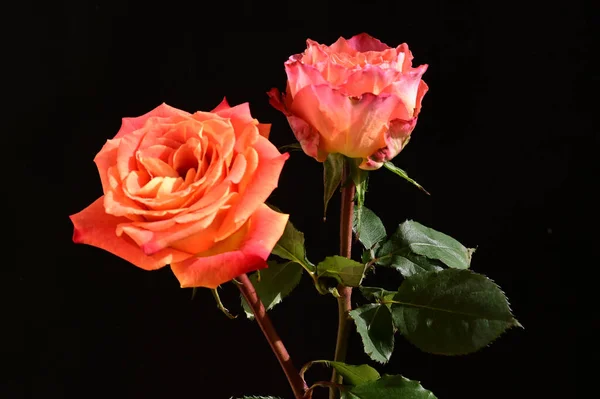 Rosas Bonitas Fundo Escuro Conceito Verão Vista Próxima — Fotografia de Stock