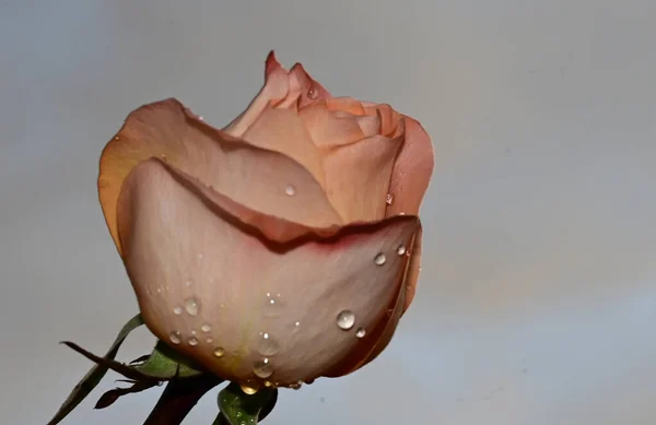 Vacker Ros Blomma Himlen Bakgrund Sommar Koncept Nära Utsikt — Stockfoto