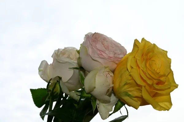 Mavi arka planda güzel güller