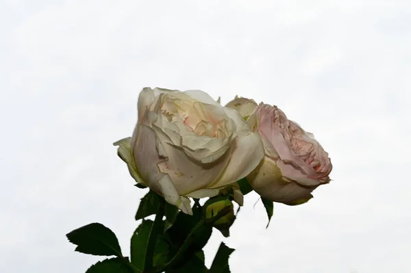 Mooie Rozen Bloemen Blauwe Lucht Achtergrond — Stockfoto