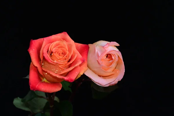 Schöne Rosen Auf Dunklem Hintergrund Sommerkonzept Nahsicht — Stockfoto