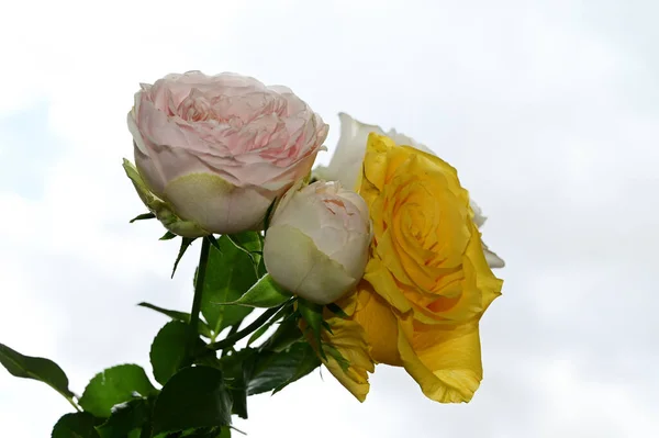 Vackra Rosor Blommor Blå Himmel Bakgrund — Stockfoto