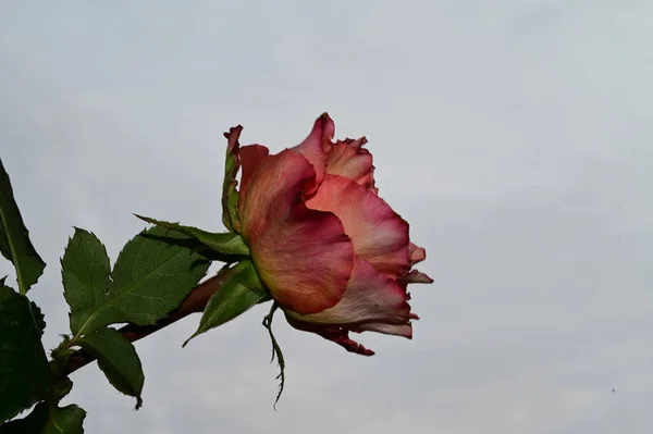 Belles Roses Fleurs Sur Fond Bleu Ciel — Photo