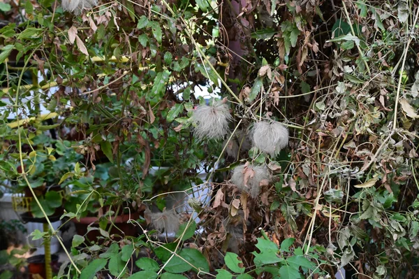 Pintoresca Vista Hermosas Ramas Árboles Con Hojas Verdes Día Soleado — Foto de Stock