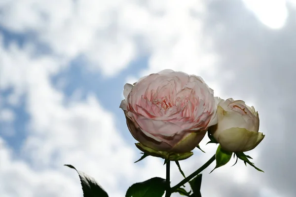 Όμορφα Τριαντάφυλλα Λουλούδια Μπλε Φόντο Ουρανό — Φωτογραφία Αρχείου