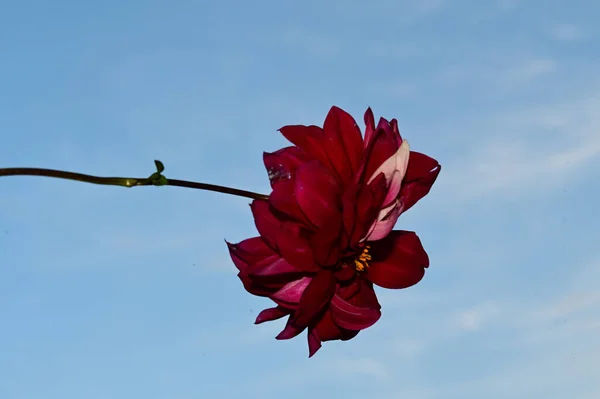 Hermosa Flor Roja Fondo Del Cielo Concepto Verano Vista Cercana —  Fotos de Stock