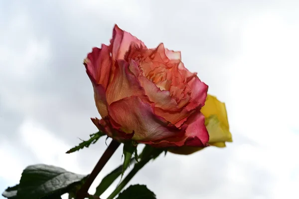 青い空に美しいバラの花 — ストック写真