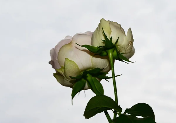 青い空に美しいバラの花 — ストック写真