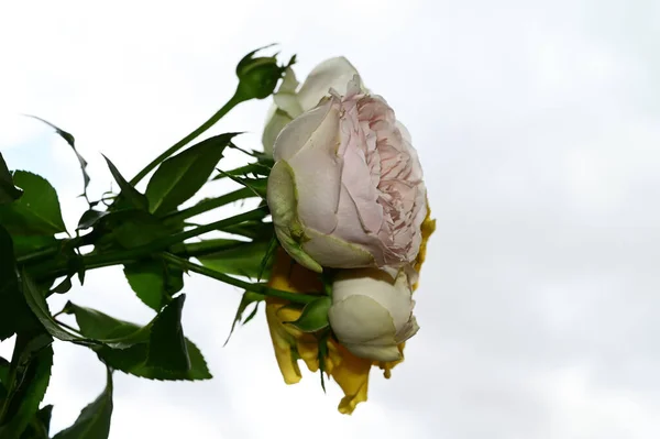 Belas Rosas Flores Fundo Céu Azul — Fotografia de Stock