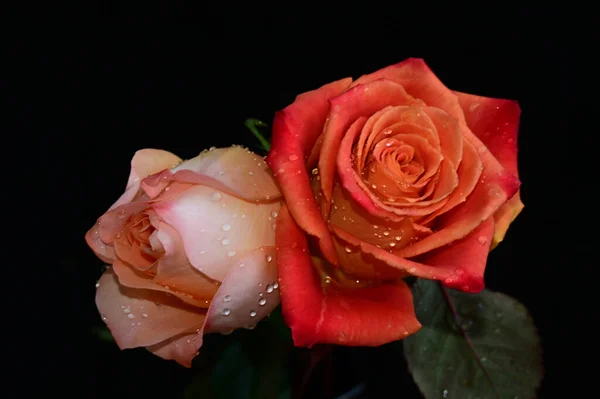 Rosas Bonitas Fundo Escuro Conceito Verão Vista Próxima — Fotografia de Stock