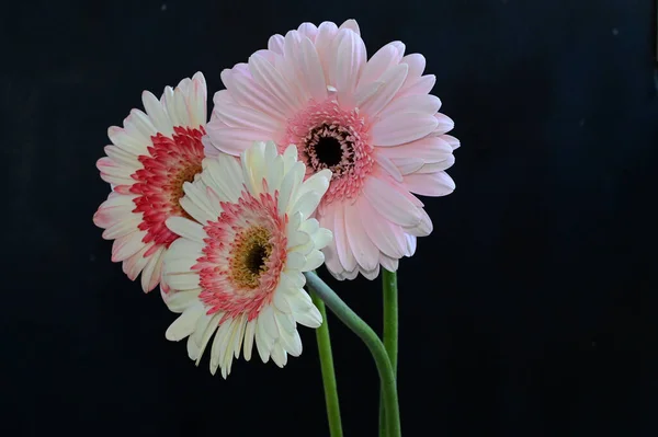 Gyönyörű Gerbera Virágok Gondolatok Sötét Háttér Nyári Koncepció Közelről — Stock Fotó