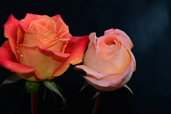 Rosas Bonitas Fundo Escuro Conceito Verão Vista Próxima — Fotografia de Stock