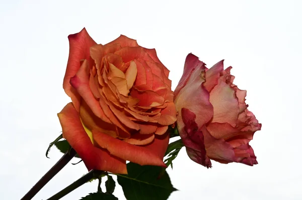 蓝天背景上美丽的玫瑰 — 图库照片