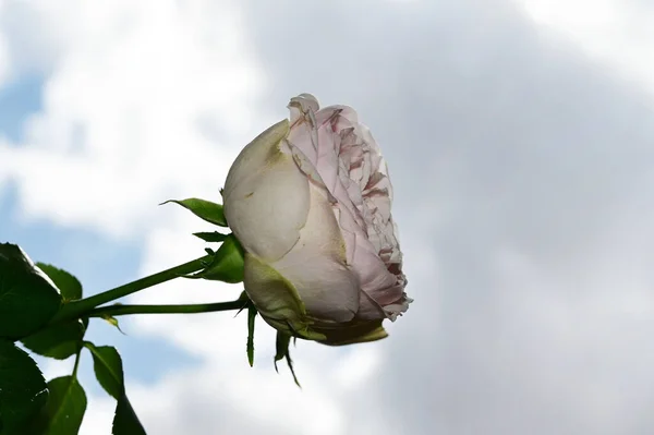 Piękne Róże Kwiaty Tle Niebieskiego Nieba — Zdjęcie stockowe