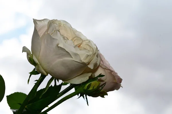 Mooie Rozen Bloemen Blauwe Lucht Achtergrond — Stockfoto