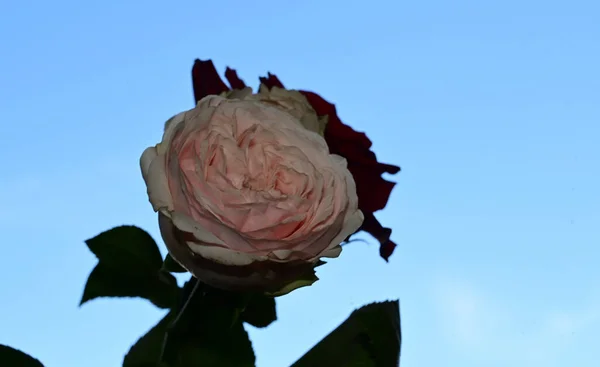 Belles Fleurs Sur Fond Ciel Bleu — Photo