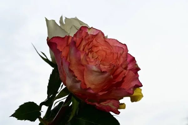 青い空に美しいバラの花 — ストック写真
