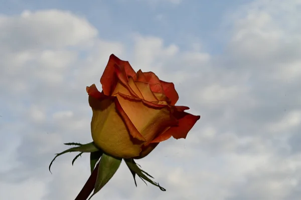 beautiful rose flower on sky background, summer concept, close view