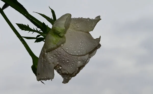 Belles Roses Fleurs Sur Fond Bleu Ciel — Photo