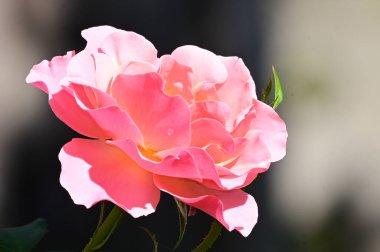 Güneşli yaz gününde bahçede yetişen güzel çiçekler. 