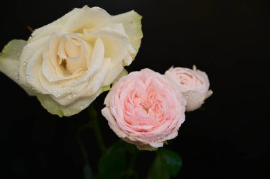 Koyu arkaplanda güzel çiçekler, yaz konsepti, yakın manzara  