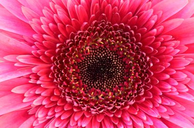 Güzel çiçeklerin açtığı yeri kapat.