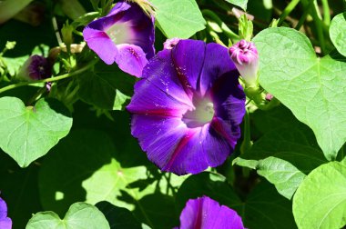 Güneşli yaz gününde bahçede yetişen güzel çiçekler. 