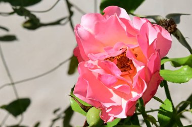 Güneşli yaz gününde bahçede yetişen güzel çiçekler. 