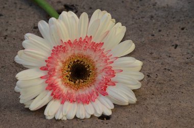 Güzel çiçeklerin açtığı yeri kapat.