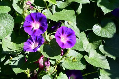 Güneşli yaz gününde bahçede yetişen güzel çiçekler. 